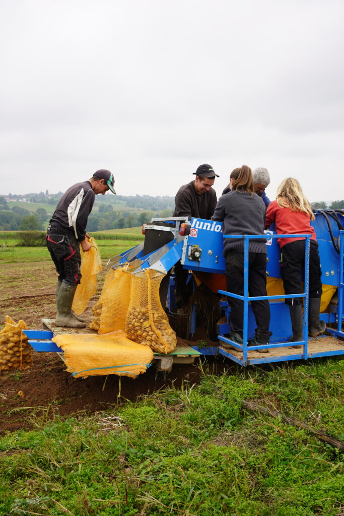 Agriculteurs récoltant des pommes de terre dans un champ, photo par l'agence de communication Glick